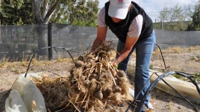 La innovadora producción de ajo en el Vivero Municipal de Rawson obtuvo calidad Premium