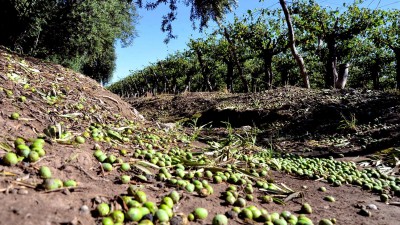 Mendoza: Granizada azotó a unas 3.000 hectáreas en Junín