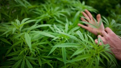 Uruguay ya tiene plantas de marihuana crecidas para vender en el mercado legal