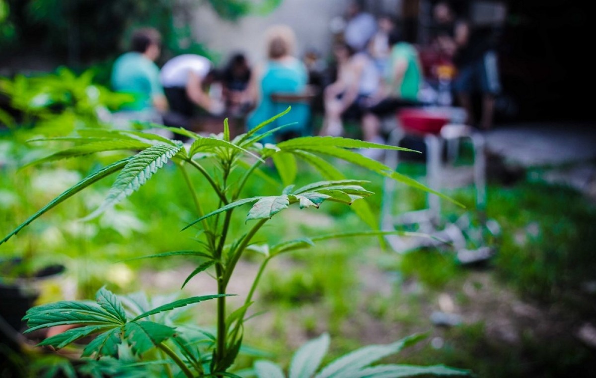 Municipio bonaerense quiere producir marihuana legal