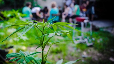 Municipio bonaerense quiere producir marihuana legal