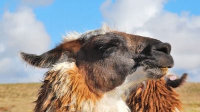 XIIº Feria de Intercambio ganadero en Cangrejillos, 22 y 23 de abril