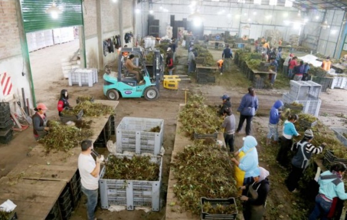 El mundo saborea las frutillas made in Plottier