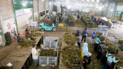 El mundo saborea las frutillas made in Plottier