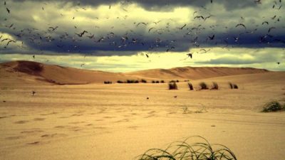 En Villa Gesell pelean por declarar Parque Nacional a los predios del sur de la ciudad