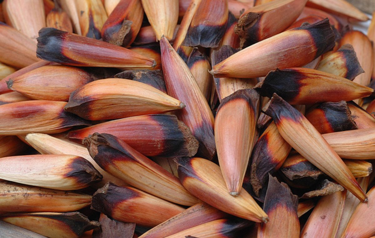 Los piñones: Un símbolo neuquino, en su etapa de esplendor