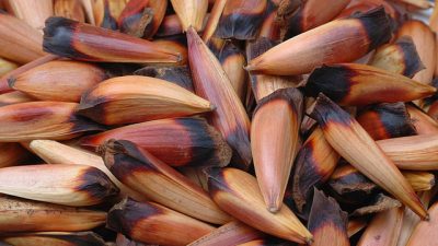 Los piñones: Un símbolo neuquino, en su etapa de esplendor