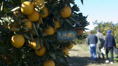 El consumidor pagó 5,6 veces más en marzo que lo que recibió el productor