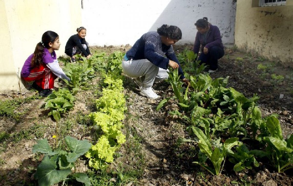 Rosario: Inflación y conciencia ecológica impulsan las huertas en hogares