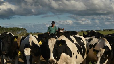 Grave: Por la crisis lechera, puede cerrar la mitad de los tambos del país