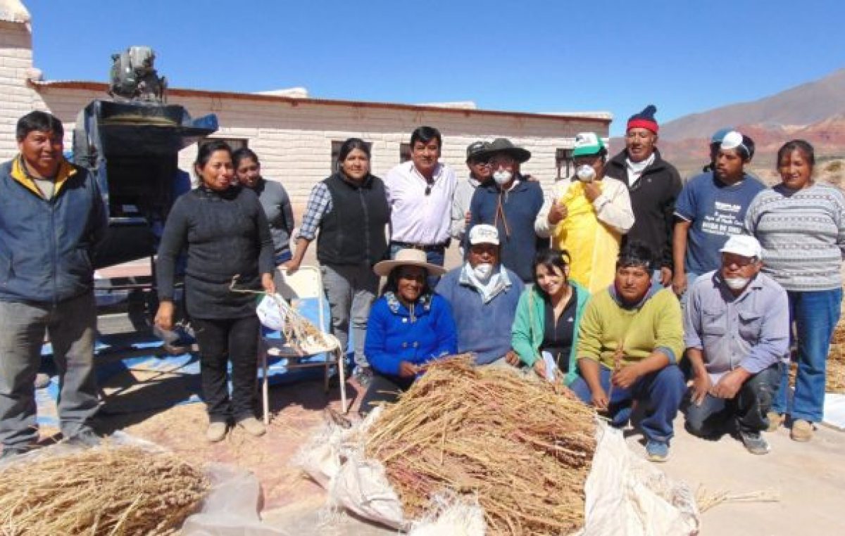 Avanza la producción de quinua en Tumbaya