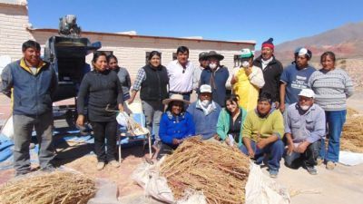 Avanza la producción de quinua en Tumbaya