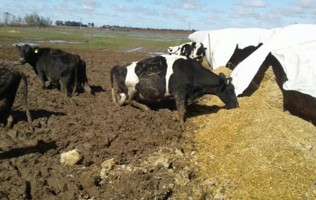 Productores de Santa Fe y Entre Ríos padecen millonarias pérdidas