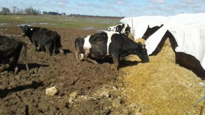 Productores de Santa Fe y Entre Ríos padecen millonarias pérdidas