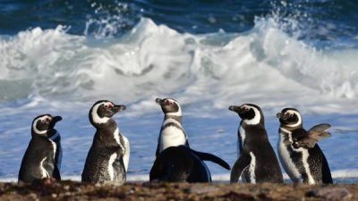 El Valle inferior del río Chubut guarda una atractiva fauna