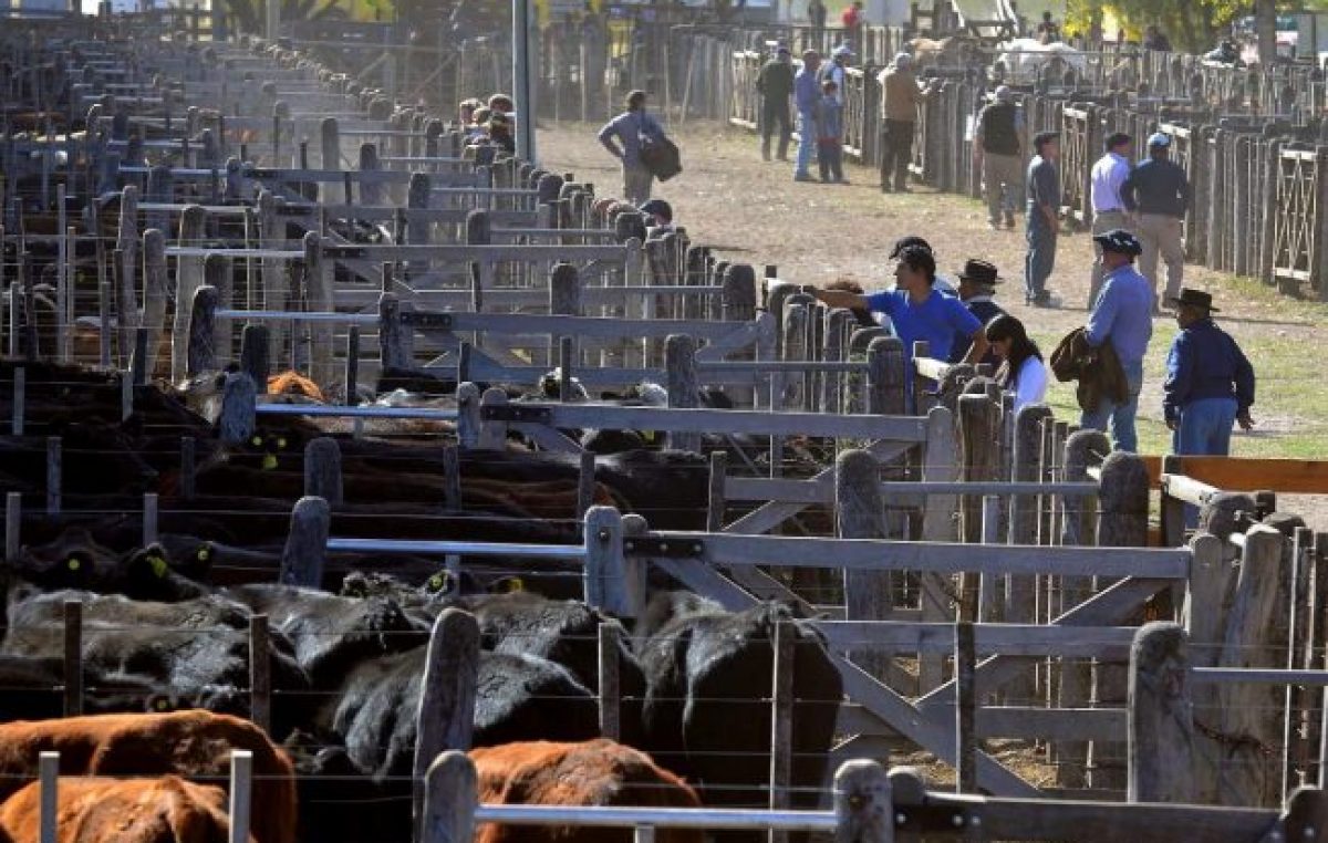 Ganaderos ilusionados con un matadero municipal en General Alvear
