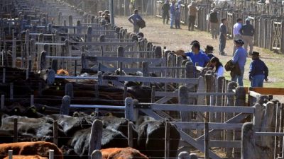 Ganaderos ilusionados con un matadero municipal en General Alvear