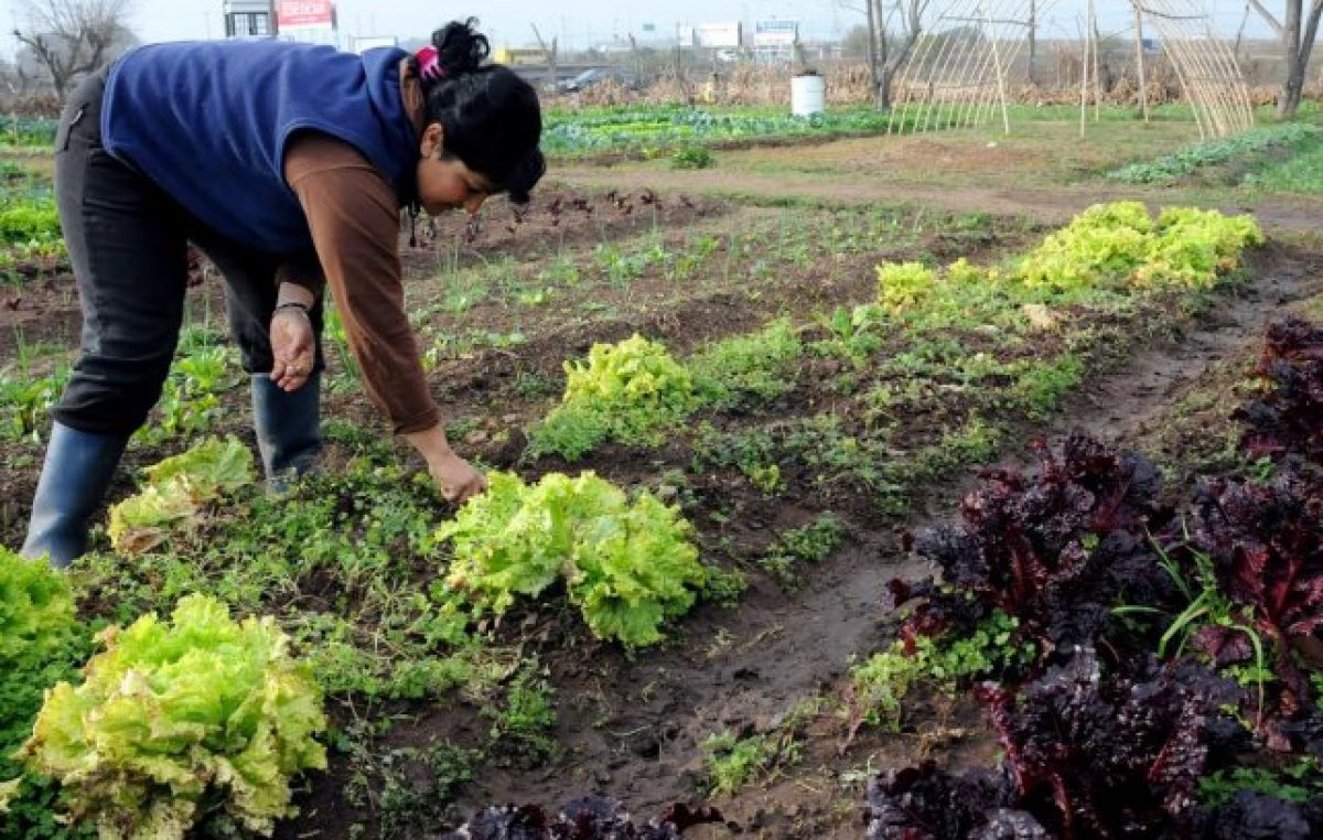 Otorgan créditos blandos a los huerteros urbanos de Rosario