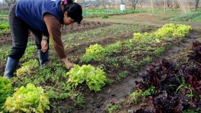 Otorgan créditos blandos a los huerteros urbanos de Rosario