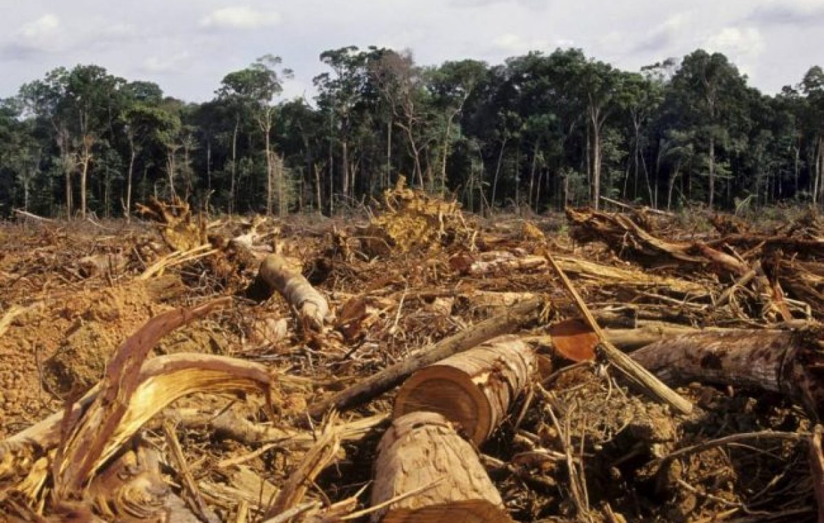 Buscan reforestar 12.000 hectáreas desmontadas en el norte salteño