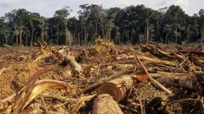 Buscan reforestar 12.000 hectáreas desmontadas en el norte salteño