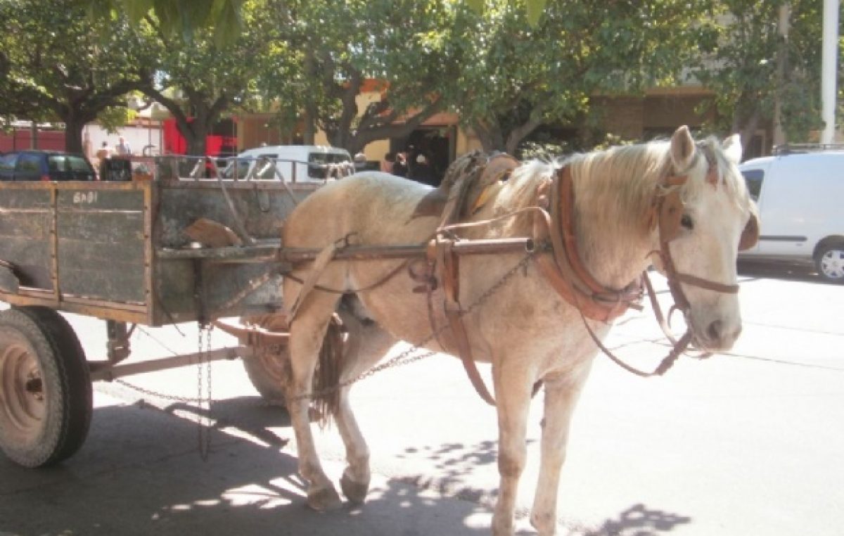 Cuatro importantes entidades se reunirán para terminar con la Tracción a Sangre en San Juan