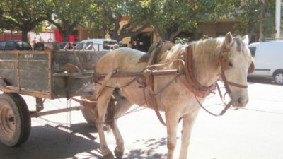 Cuatro importantes entidades se reunirán para terminar con la Tracción a Sangre en San Juan