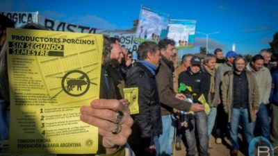 A los productores de cerdos ya no les alcanza ni para comprar maíz
