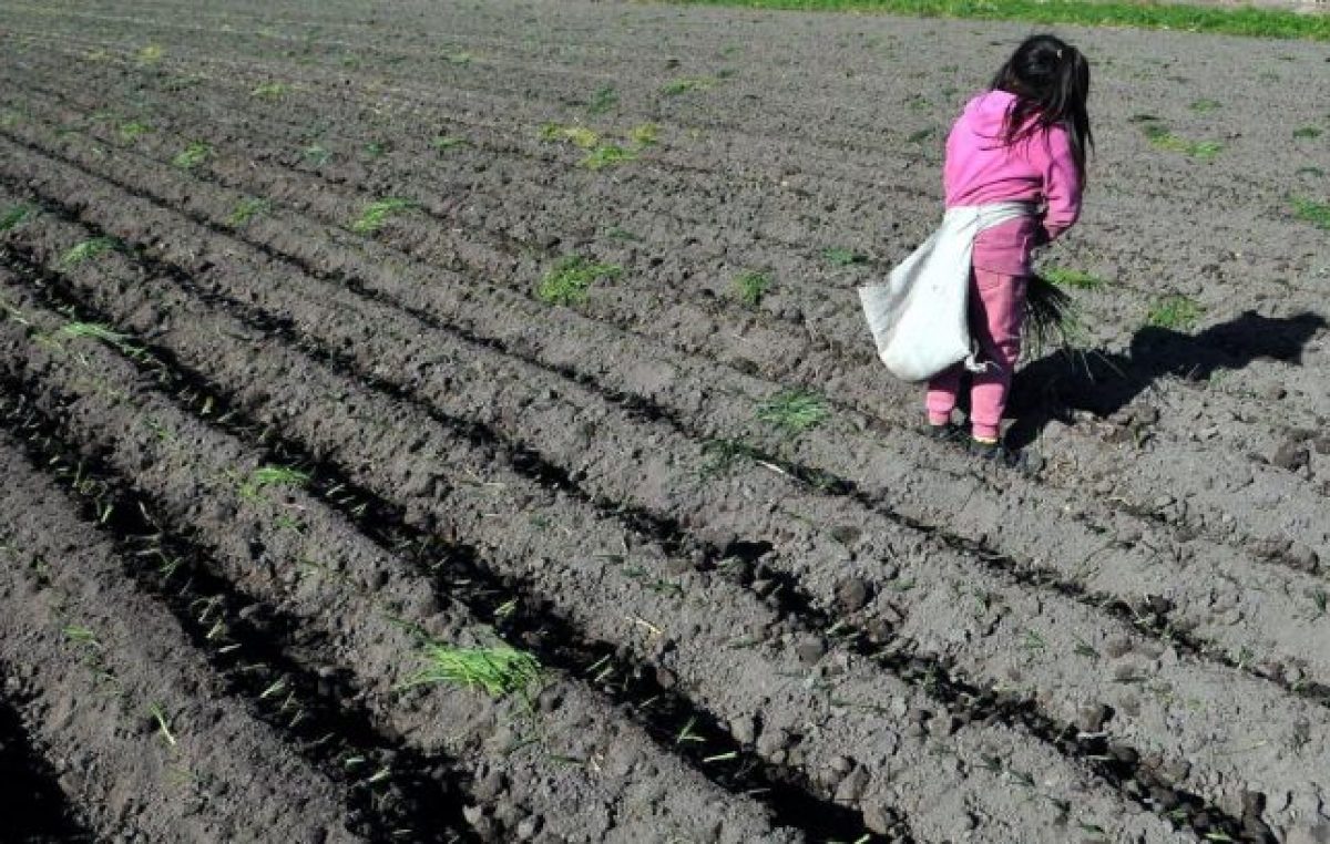 El Papa llamó a suprimir el trabajo infantil
