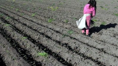 El Papa llamó a suprimir el trabajo infantil