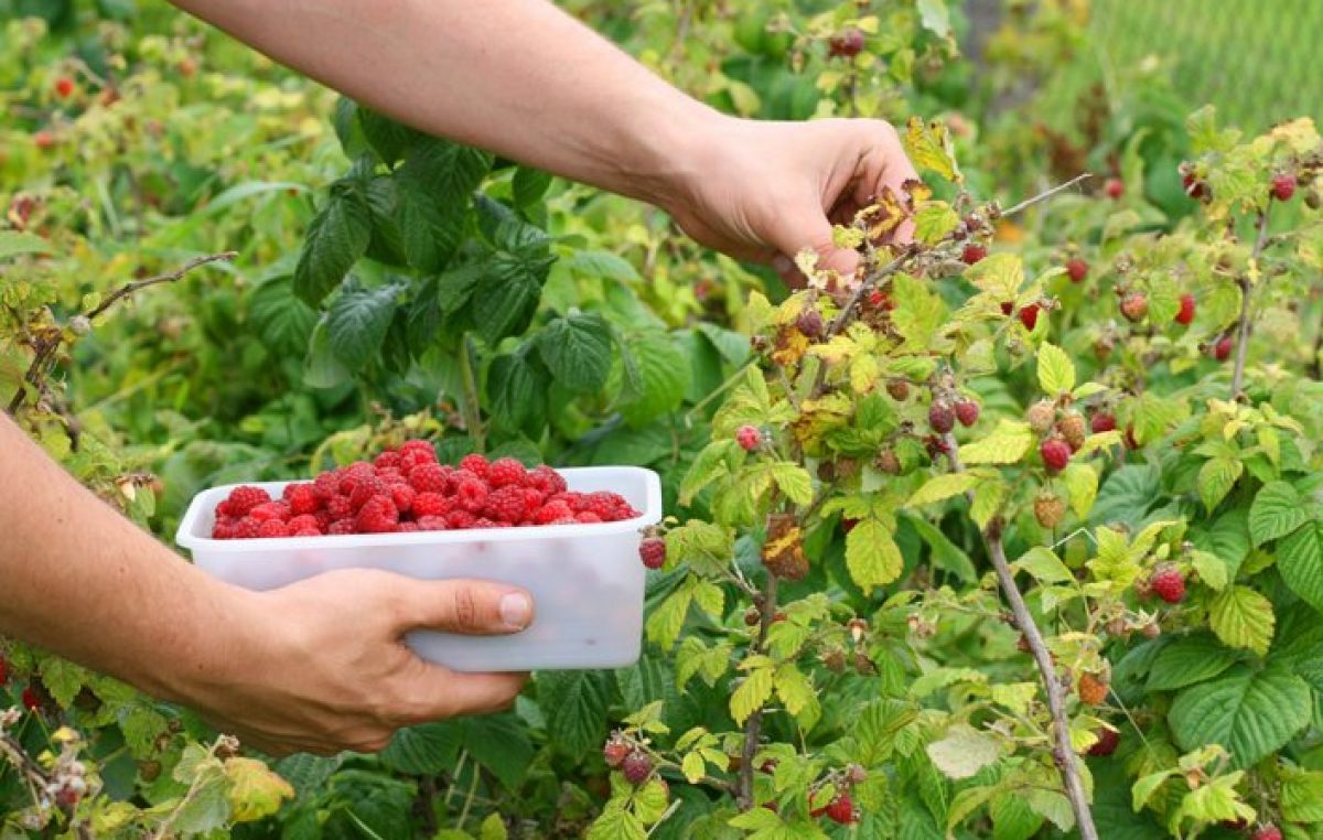 Apertura importaciones: 150 mil kilos de fruta fina en las cámaras de frío