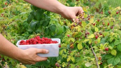 Apertura importaciones: 150 mil kilos de fruta fina en las cámaras de frío