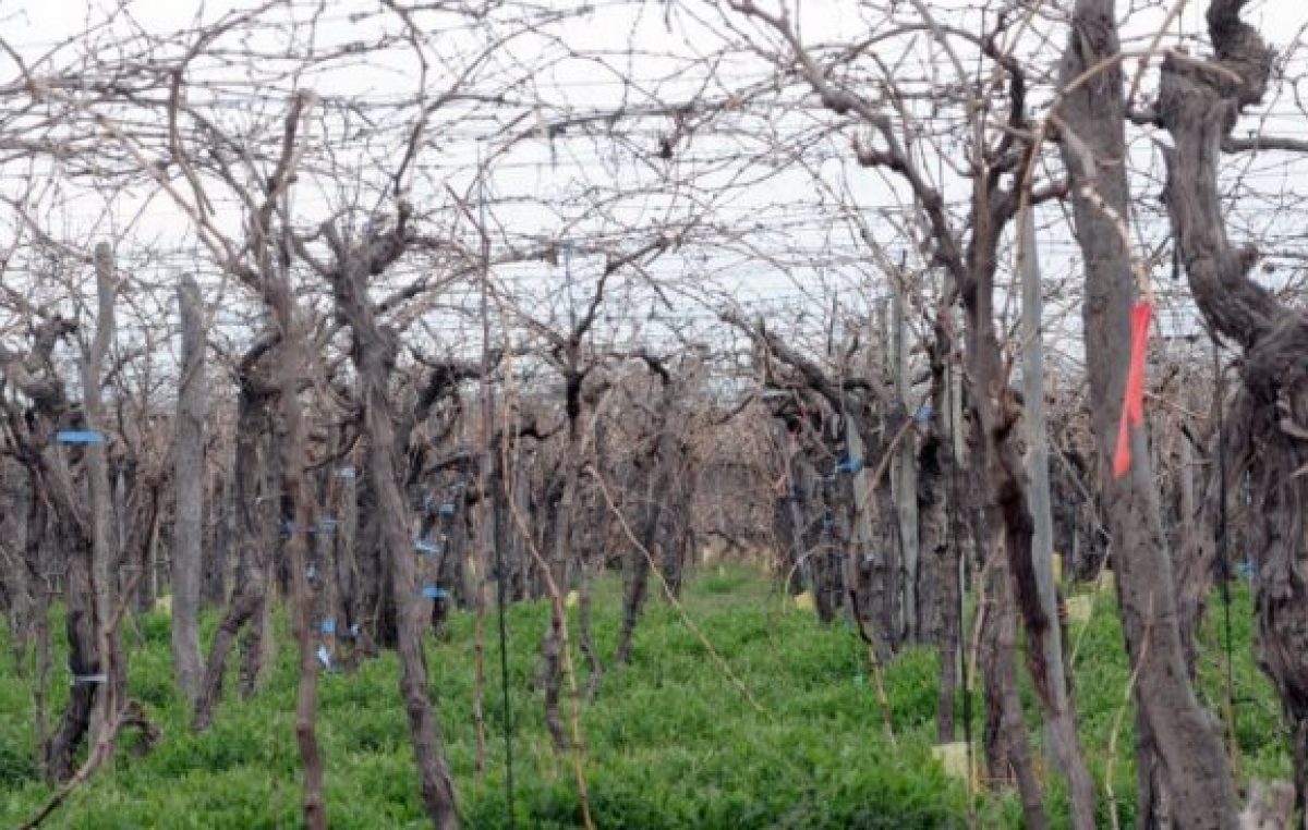 El «niño» generó pérdidas de $3.000 millones en el agro mendocino