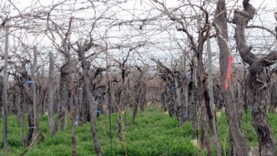 El «niño» generó pérdidas de $3.000 millones en el agro mendocino