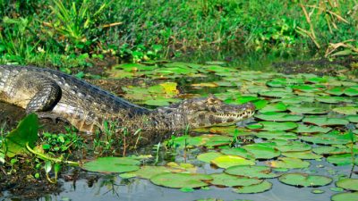 Iberá en vacaciones de invierno