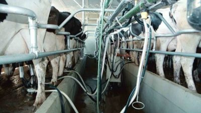 Según especialistas de la UNL, este año cerraron 500 tambos en la provincia