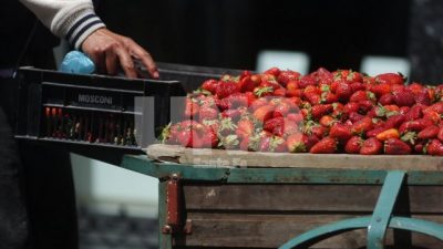 Frutillas: productores corondinos preocupados por la importación