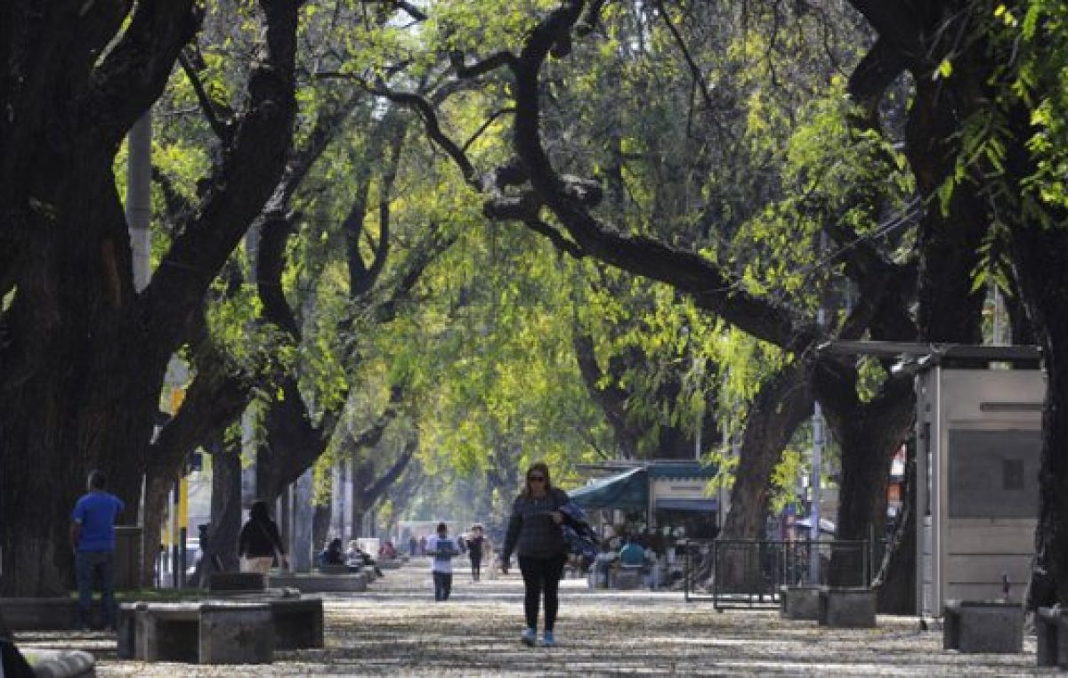 Mendoza perdió el 30% de sus árboles