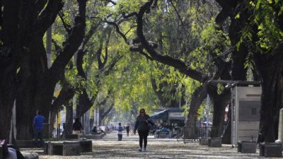 Mendoza perdió el 30% de sus árboles