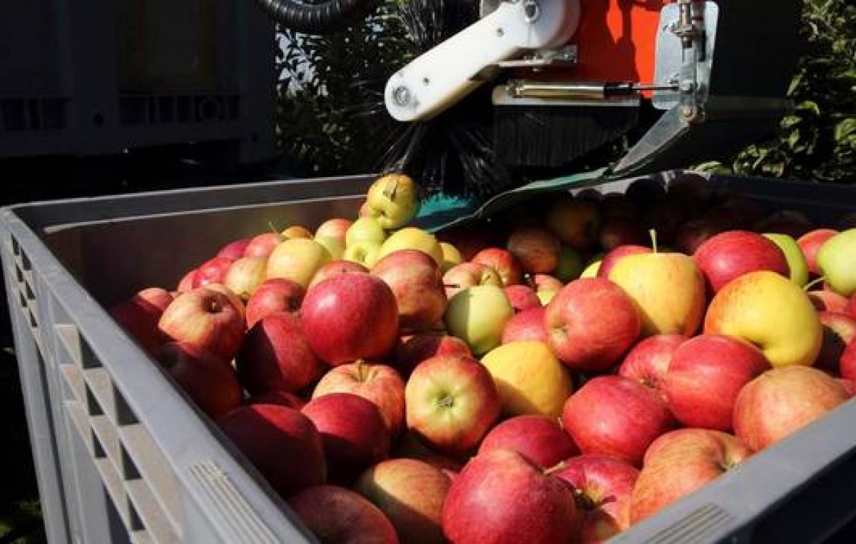 Productores regalarán en Plaza de Mayo 10 mil kilos de fruta por la «miseria» que cobran
