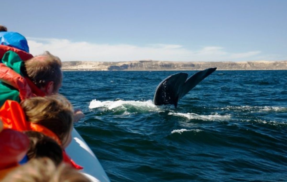 Temporada de Avistaje de Fauna Marina en Puerto San Antonio Oeste