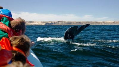 Temporada de Avistaje de Fauna Marina en Puerto San Antonio Oeste