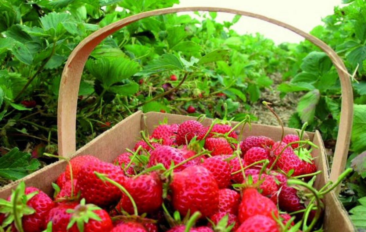 Naranjas españolas y frutillas polacas