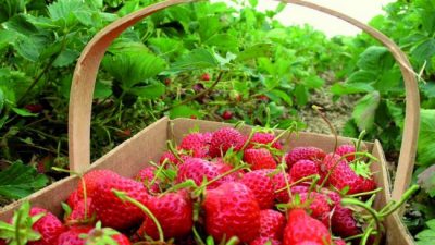 Naranjas españolas y frutillas polacas