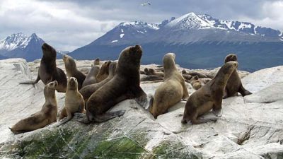 La Isla de los Estados fue declarada reserva natural silvestre
