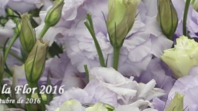 Fiesta Nacional de la Flor 2016, Escobar, Del 24 de septiembre al 10 de octubre