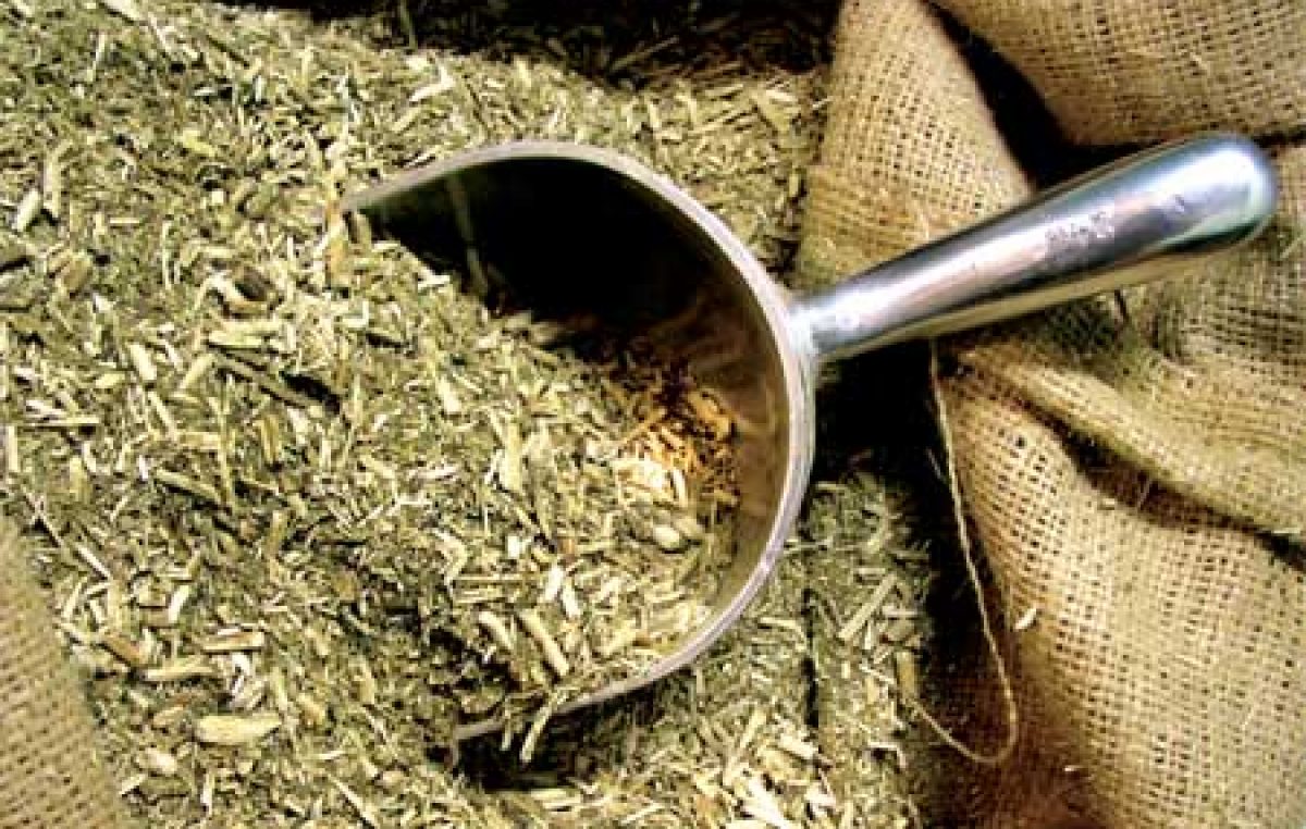 Misiones: Crecen las importaciones de yerba mate proveniente de Brasil