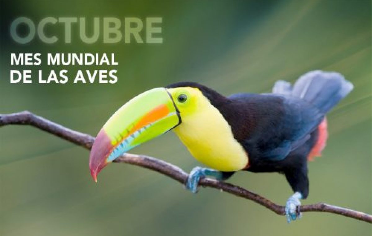 Festival Mundial de Aves en Trelew, 13, 14 y 15 de octubre