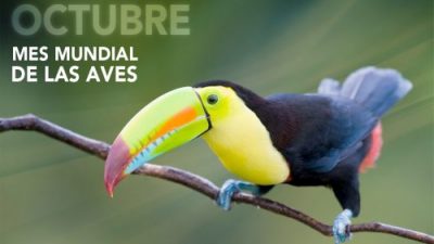 Festival Mundial de Aves en Trelew, 13, 14 y 15 de octubre