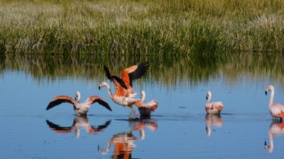 Neuquén: El avistaje de aves, una nueva manera de relacionarnos con la naturaleza
